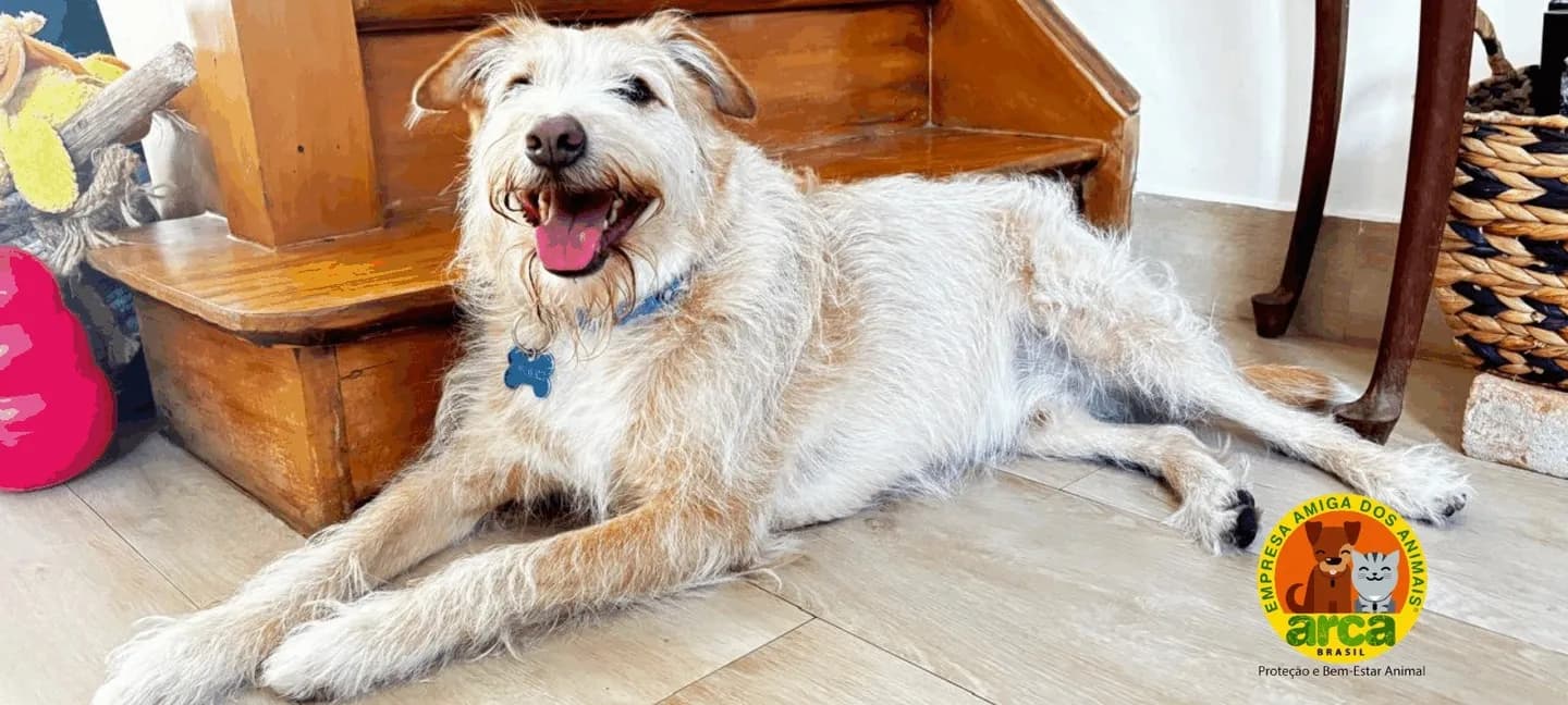 Vira-latas: O Novo Símbolo de Luxo e Consciência