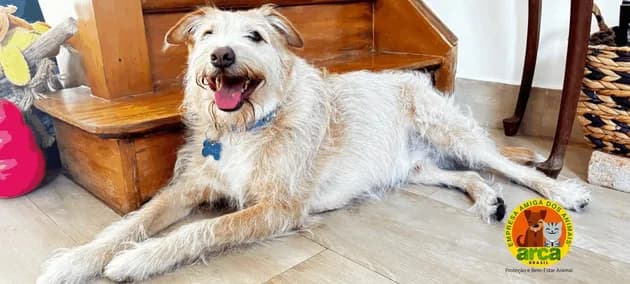 Mongrels : Le Nouveau Symbole de Luxe et de Conscience